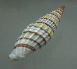 Vexillum curviliratum, Nahaufnahme