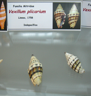 Vexillum plicarium