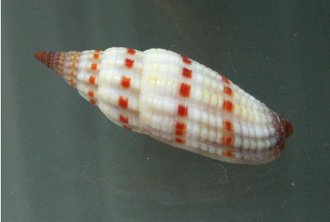 Vexillum sanguisugum, Nahaufnahme