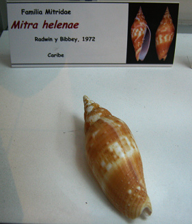 Mitra helenae