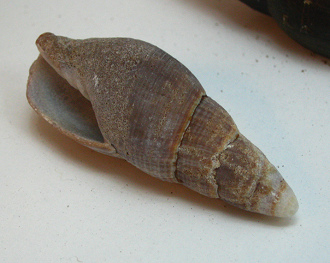 Mitra orientalis, Nahaufnahme