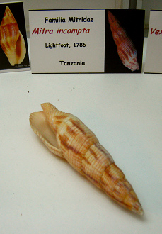 Mitra incompta