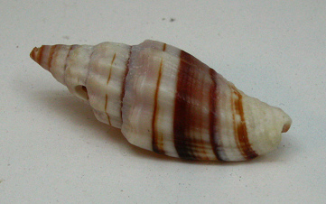 Vexillum balteolatum, Nahaufnahme