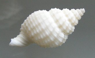 Hidsia magnifica, Nahaufnahme