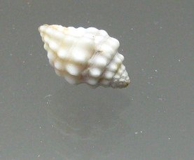 Vexillum cacellaroides, Nahaufnahme