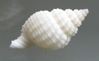 Hidsia magnifica, Nahaufnahme