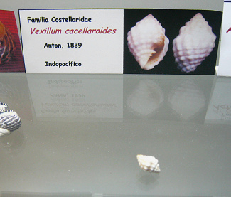 Vexillum cacellaroides