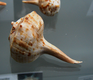 Tudicla spirillus, Nahaufnahme