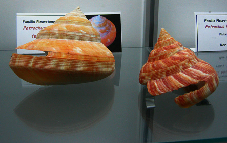 Petrochus africanus teramachii, Totale