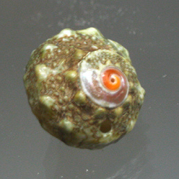 Lunella granulata, Nahaufnahme