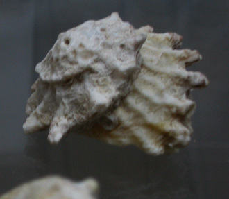 Astraea calcar, Nahaufnahme