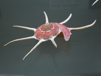 Guildfordia yoka, Nahaufnahme