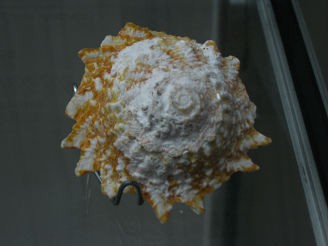 Astraea phoebia, Nahaufnahme