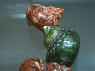 Turbo petolathus, Nahaufnahme