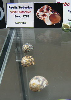 Turbo cinereus