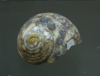 Turbo cinereus, Nahaufnahme