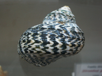 Subninella undulata, Nahaufnahme