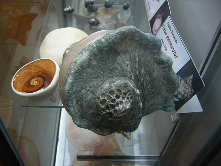 Turbo marmoratus, Sicht von hinten