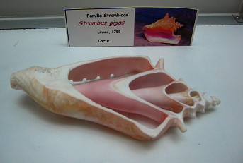 Strombus gigas 04