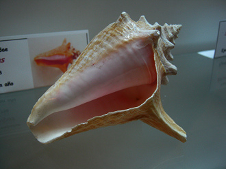 Strombus gigas, Nahaufnahme 01