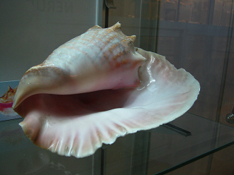 Strombus gigas, Nahaufnahme 07