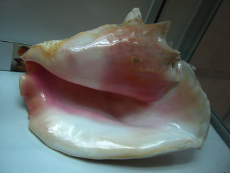 Strombus gigas, Nahaufnahme 11