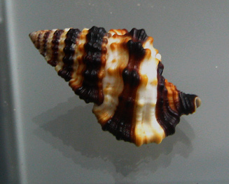 Gyrineum gyrinum, primer plano