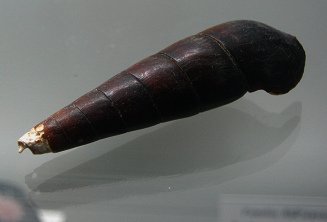 Faunus ater, primer plano