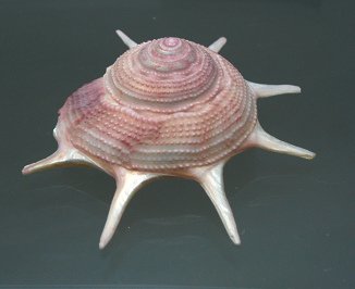 Guildfordia triumphans, primer plano