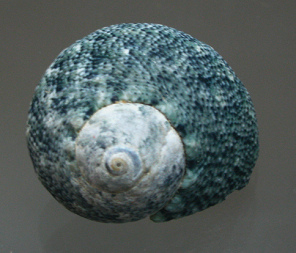 Lunella cinerea, primer plano