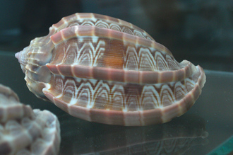 Harpa cabritii, primer plano 01