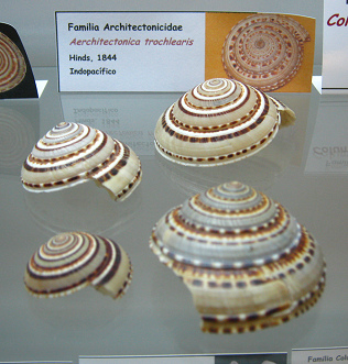 Architectonica trochlearis