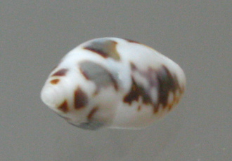 Pyrene testudinaria, primer plano