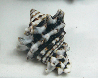 Vasum tubinellum, primer plano 02