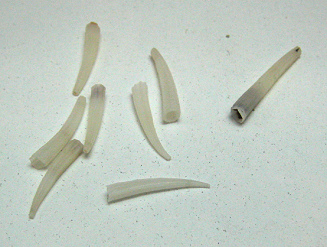 Dentalium octangulatum, primer plano