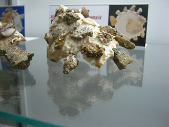 Xenophora makranensis konoi,
                                  Nahaufnahme