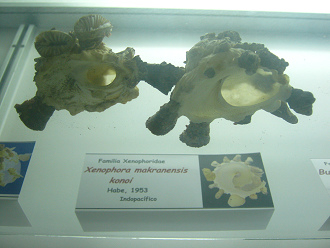 Xenophora makranensis konoi,
                                  Sicht von unten