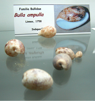 Bulla ampulla