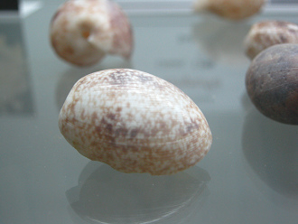 Bulla ampulla, Nahaufnahme