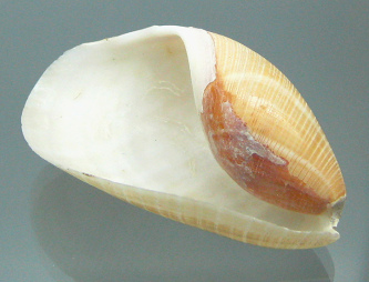 Scaphander lignarius, Nahaufnahme