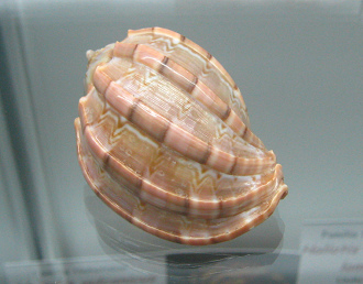 Harpa ventricosa, Nahaufnahme 01