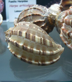 Harpa articularis, Nahaufnahme
                                  01
