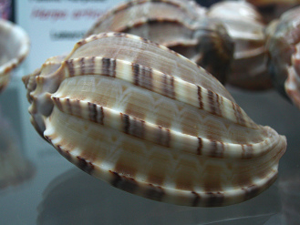 Harpa articularis, Nahaufnahme
                                  02