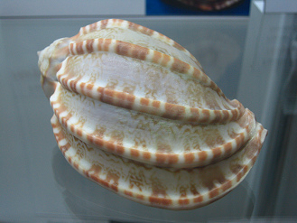 Harpa sp, Nahaufnahme