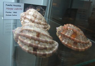 Harpa cabritii