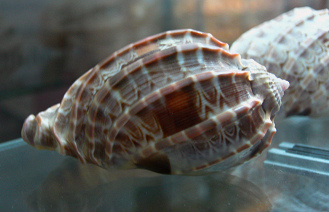 Harpa cabritii, Nahaufnahme 03