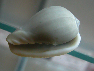 Marginella ventricosa,
                                  Nahaufnahme 01