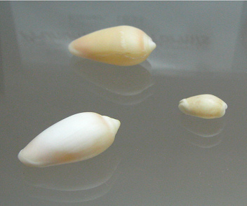 Prunum olivaeformis, Nahaufnahme