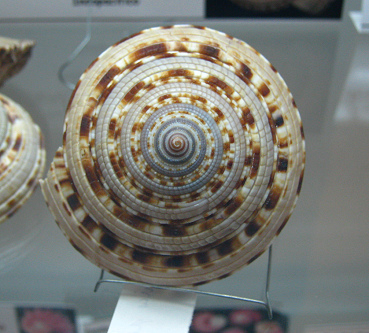 Architectonica maxima, Nahaufnahme