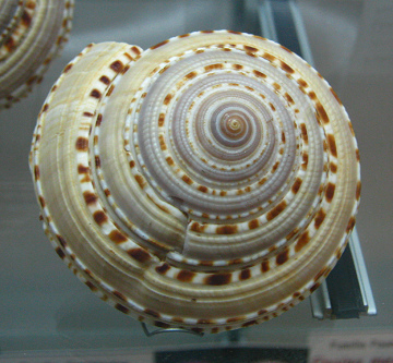 Architectonica nobilis, Nahaufnahme